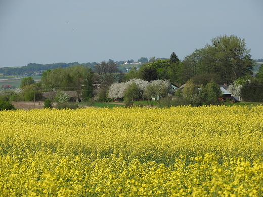 wiosenne pola