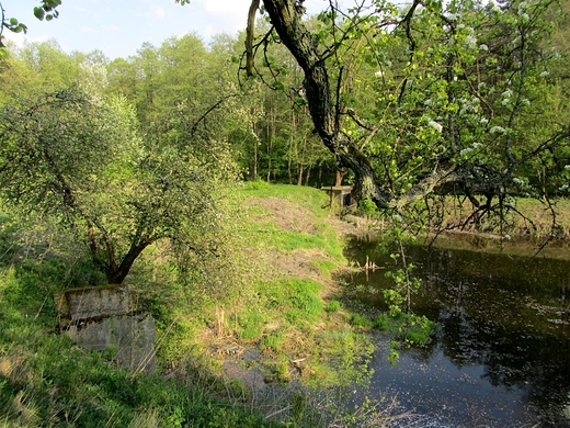 Mokrada nad rzek Srebrn