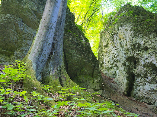 Ojcowski Park Narodowy