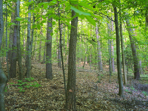 Ojcowski Park Narodowy