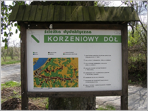 Kazimierz Dolny. Wwz  Korzeniowy D