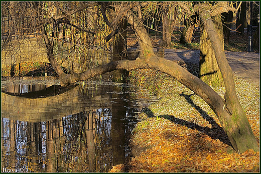 Zamek w ywcu - park zamkowy