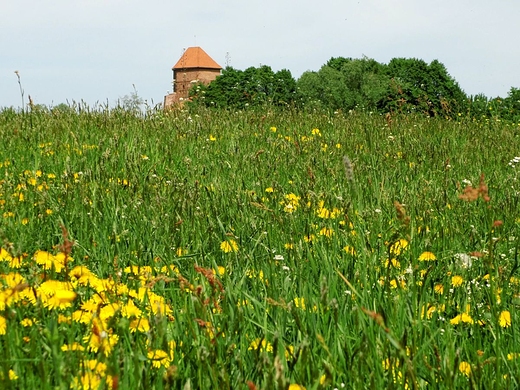 Wiosenne ki nad Liwcem