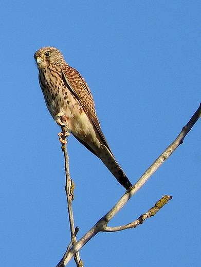 pustułka