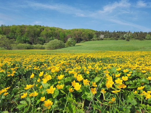 any kaczecy w Dolinie Radocyny. Beskid Niski