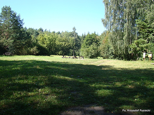 Las Strzeszowski Polana Duyna