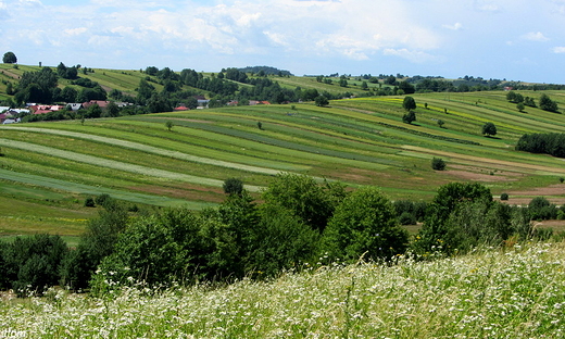 roztoczaskie pola..