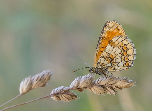 Przeplatka atalia