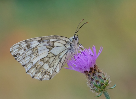 Polowiec szachownica