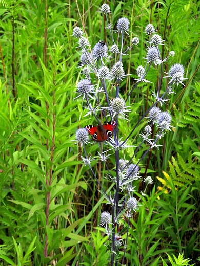 Mikoajek i motyl