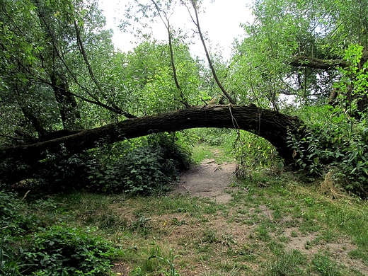 Drzewo, jak most