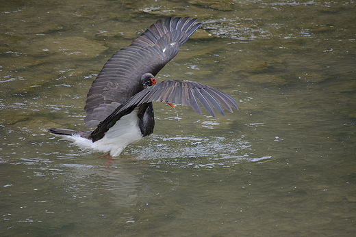 bocian czarny ciconia nigra