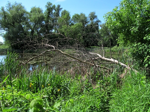 Dziko nad stawem