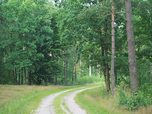 Puszcza Kozienicka