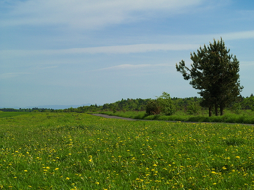 Wola Kalinowksa