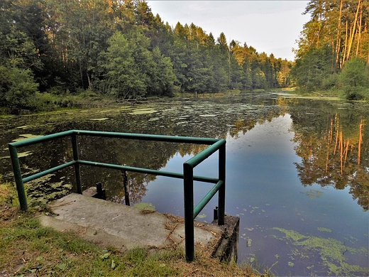 Puszcza Kozienicka
