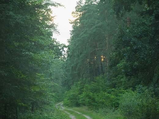 Puszcza Kozienicka