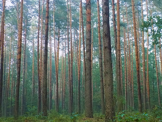 Okolica Zaamanka