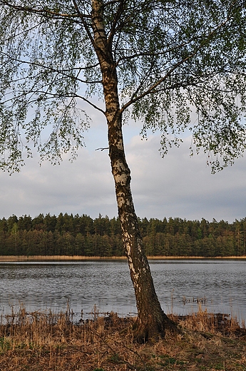 Jezioro Sarąg. Guzowy Młyn