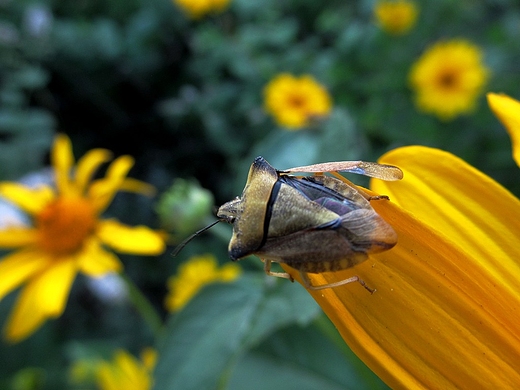 Pluskwiak, czyli hemiptera