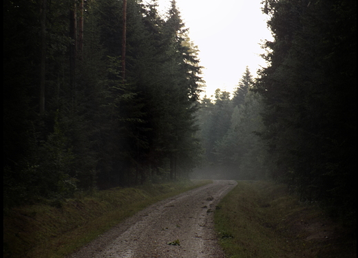 Puszcza Kozienicka