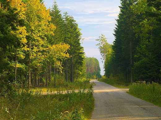 Puszcza Kozienicka