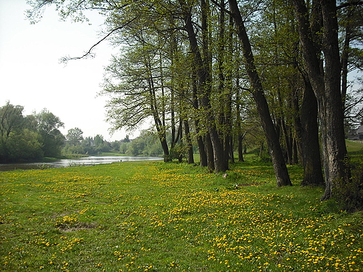 Szczypiorno. Wiosna nad Wkr.