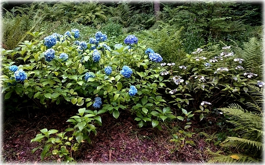 Arboretum w Ldku Zdroju