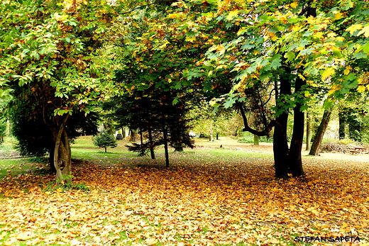 park przy Paacu Zakrzeskich w Sieborowicach.