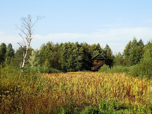 Rezerwat torfowiskowy Bagno Caowanie