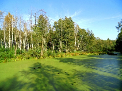 Rezerwat torfowiskowy Bagno Caowanie