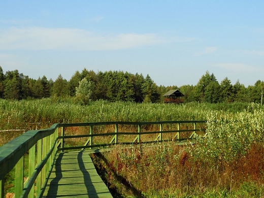 Rezerwat torfowiskowy Bagno Caowanie