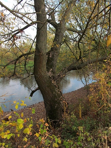 Nad Drwc jesieni