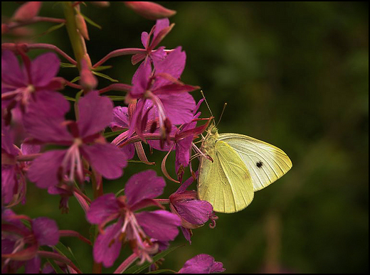 Motyl