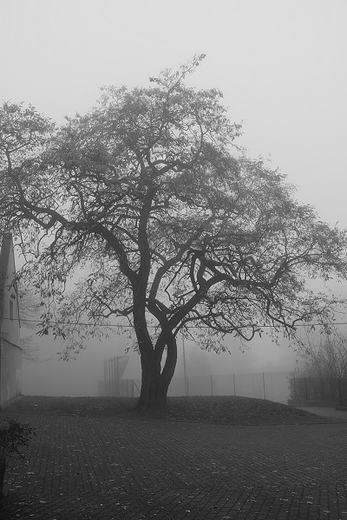 Lonely tree in the fog