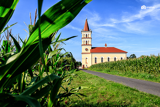 Koci w kukurydzy