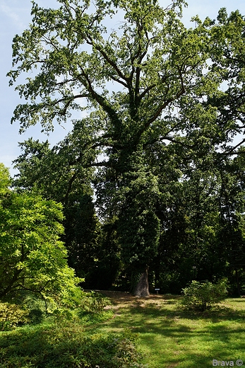 Gouchw - zamek Czartoryskich-park