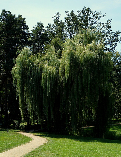 Gouchw - zamek Czartoryskich-park