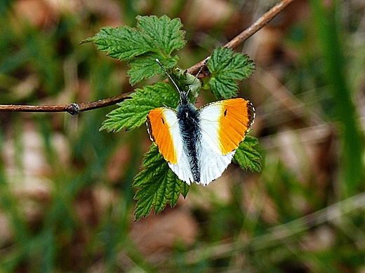 Kaszubska przyroda.