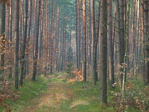 Puszcza Kozienicka