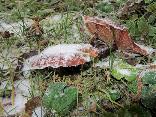 Miski Obszar Chronionego Krajobrazu