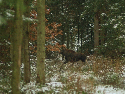 Puszcza Kozienicka