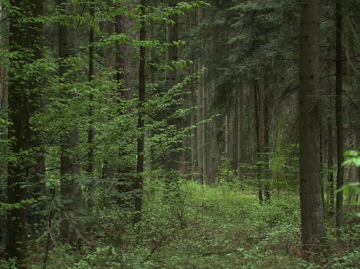 Puszcza Kozienicka