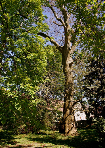 Zesp Parkowy Paacu von Saurmw w Jelczu -Laskowicach