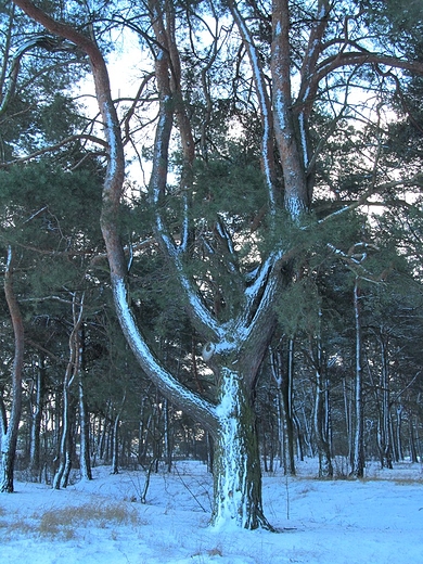 Jak zima - niech trzyma