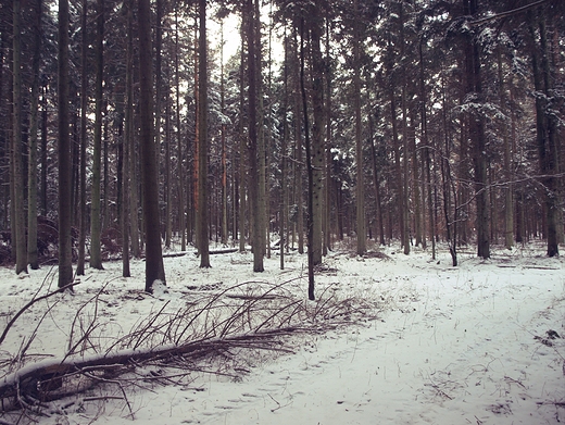 Puszcza Kozienicka