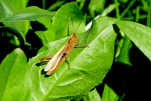 Konik polny
