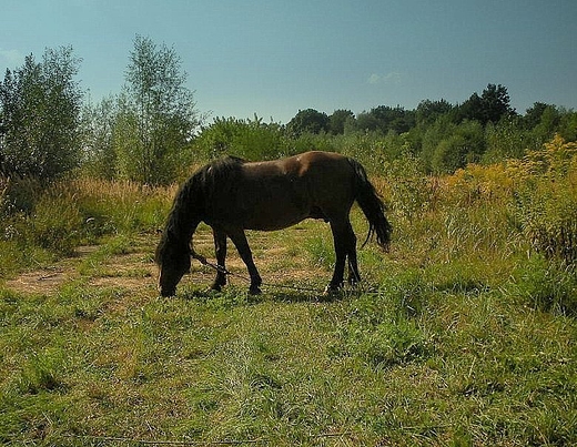 Konik