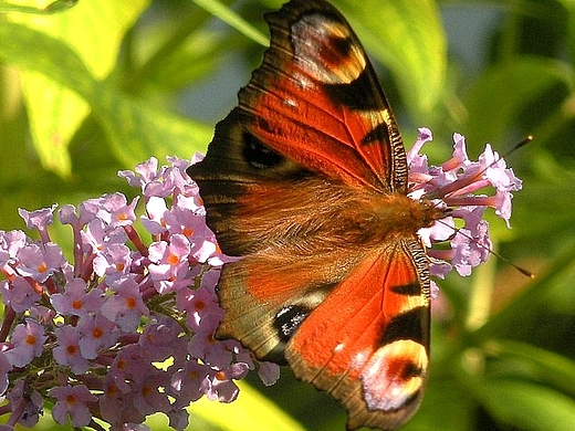 Motyl Rusaka Pawik