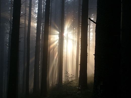 Muc. Beskid ywiecki